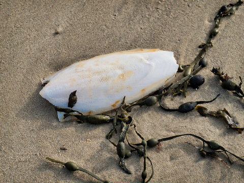 Cuttlefish Tangled In Seaweed