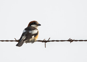Woodchat shrike perched on barbed wire, Bahrain