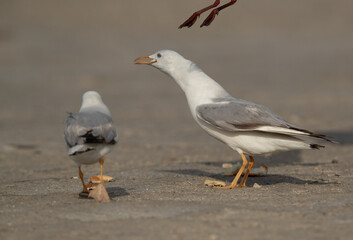 Slender-billed gull eating bread at Busaiteen coast of Bahrain 