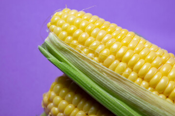 sweet corn on lilac background