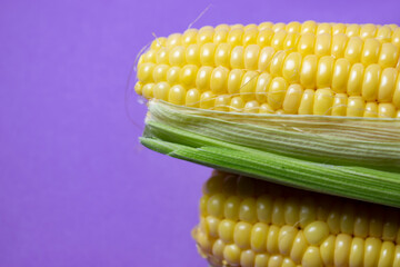 sweet corn on lilac background