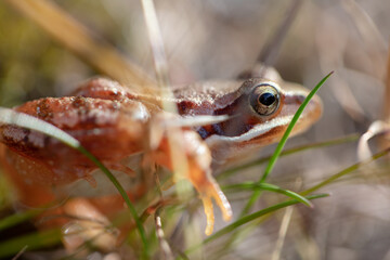 Grenouille dans l'herbe