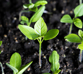 Young Tomato Plant