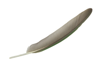 Beautiful macaw parrot feather bird isolated on white background