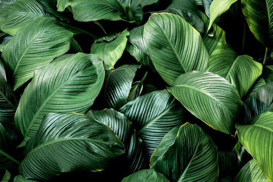 Fototapeta Full Frame of Green Leaves Texture Background. tropical leaf