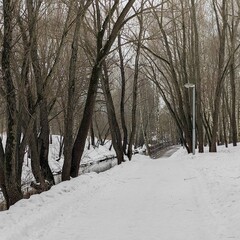 snow covered trees in winter