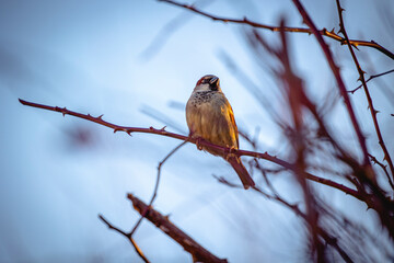 Vogel in der Natur