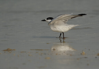 Gull-billed tern takeoff at Busaiteen coast, Bahrain
