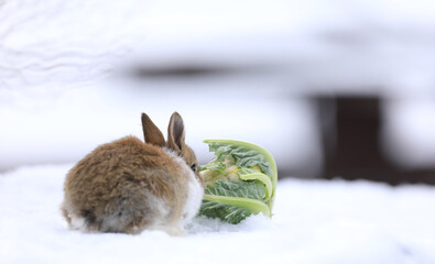 sly white rabbit in the snow