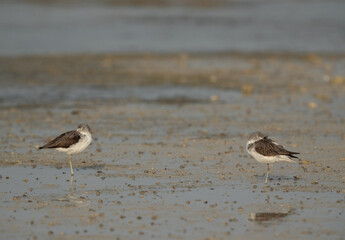 A pair of Common Greenshank sleeping at Busaiteen coast, Bahrain