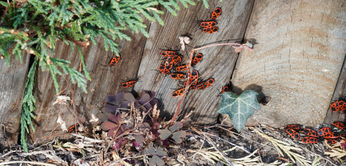 Pyrrhocoris apterus. Groupe d'insectes pyrrhocores ou gendarmes, Insectes hétéroptères...