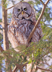 Great Grey Owl sitting on a fir tree branch in the forest, Quebec, Canada	

