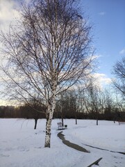 Russian landscape lonely birch and bench under the blue winter sky