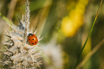 Naklejka premium Coccinelle sur une herbe sèche en Provence