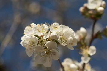 Close up white cherry blossom tree in the spring