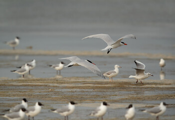 A pair of Caspian tern in flight with black-headed gulls all around, Busiateen coast, Bahrain