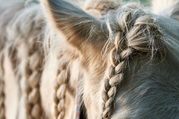 braids on the mane of a white horse