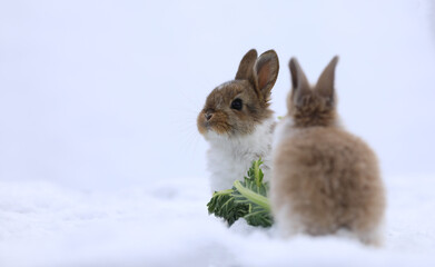 white rabbit eating cabbage in the snow