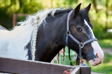 Obraz premium horse portrait, white and dark coat, braids tied on a mane