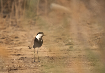 Spur-winged lapwing through the grass at Asker marsh, Bahrain