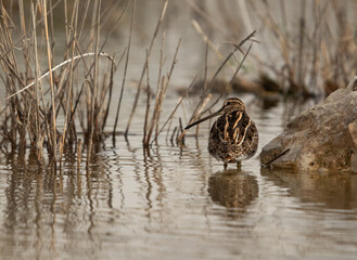 Common snipe at Akser Marsh in the morning hours at Bahrain.