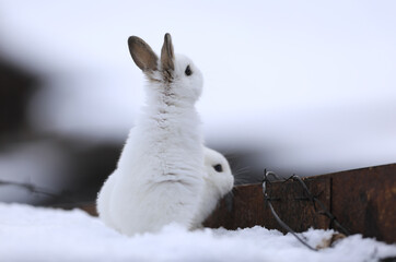 escape white rabbit in the snow