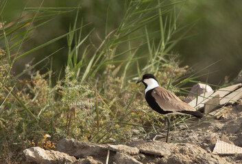 Closeup of a Spur-winged lapwing at Asker marsh, Bahrain