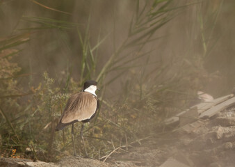 A Spur-winged lapwing at Asker marsh, Bahrain