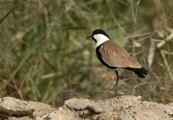 Closeup of a Spur-winged lapwing at Asker marsh, Bahrain