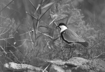 Photograph taken through the bush of a Spur-winged lapwing at Asker marsh, Bahrain