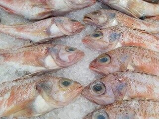 fresh fish on the market