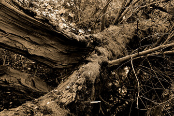 Fototapeta premium Roots of tree, B&W