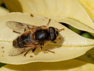 Hoverfly Eristalis