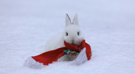 christmas white rabbit in red scarf