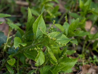 Dog's Mercury