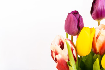 Fresh bouquet of colorful bright tulips on a white background. Selective focus. Suitable for postcards, articles about the holidays