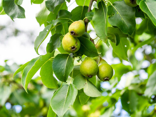 Green pears growing on a branch in autumn, closeup with selective focus and copy space