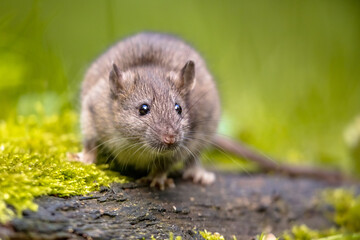 Brown rat in grass on river bank