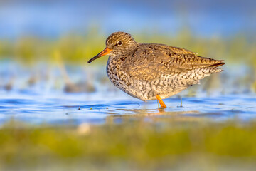 Common redshank wader bird in wetland