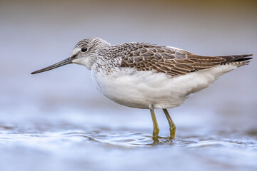 Common greenshank walking in shallow coastal water of Waddensea.