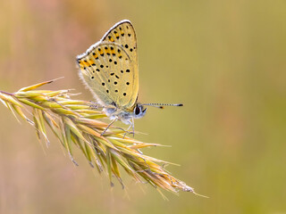 European Butterfly Sooty Copper