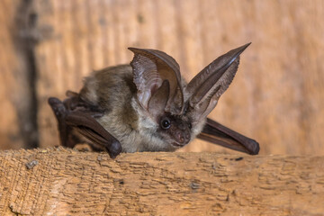 Grey long eared bat