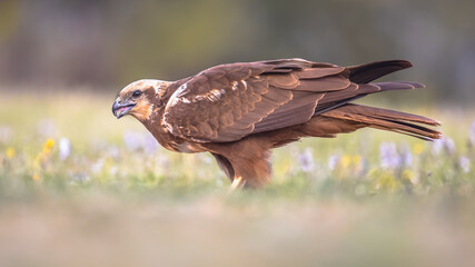 Marsh harrier female sideview