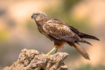 Marsh harrier male