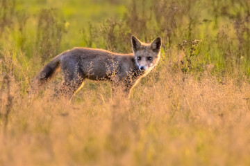Red Fox juvenile hunting for mice