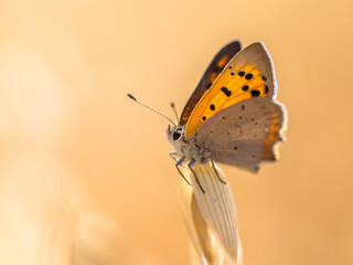 Small copper cereal field