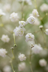 Baby's Breath Flowers on White Background