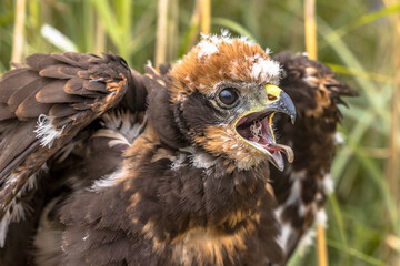 Western marsh harrier