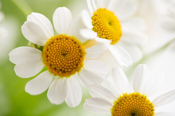 Close up of Chamomile Flowers