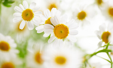 Obraz na płótnie Canvas Close up of Chamomile Flowers